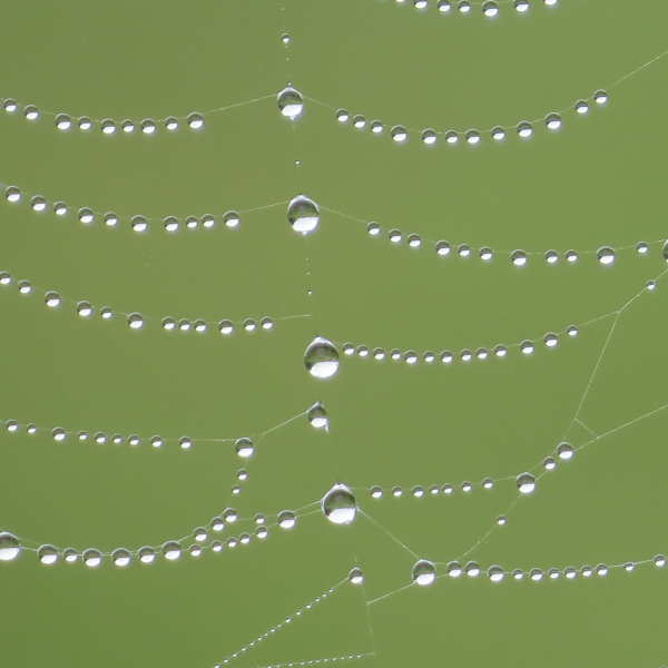 'Raindrops On A Spiders Web' by Rita Miles, Pembroke u3a